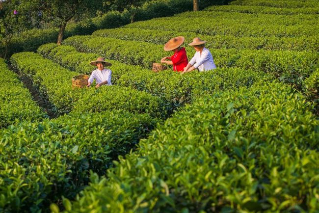 句容市九华茶场交通新闻更新，便捷出行，助力茶香四溢