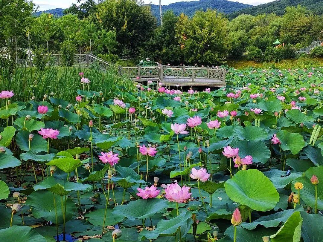 岭东区青山旅游公司最新新闻报道