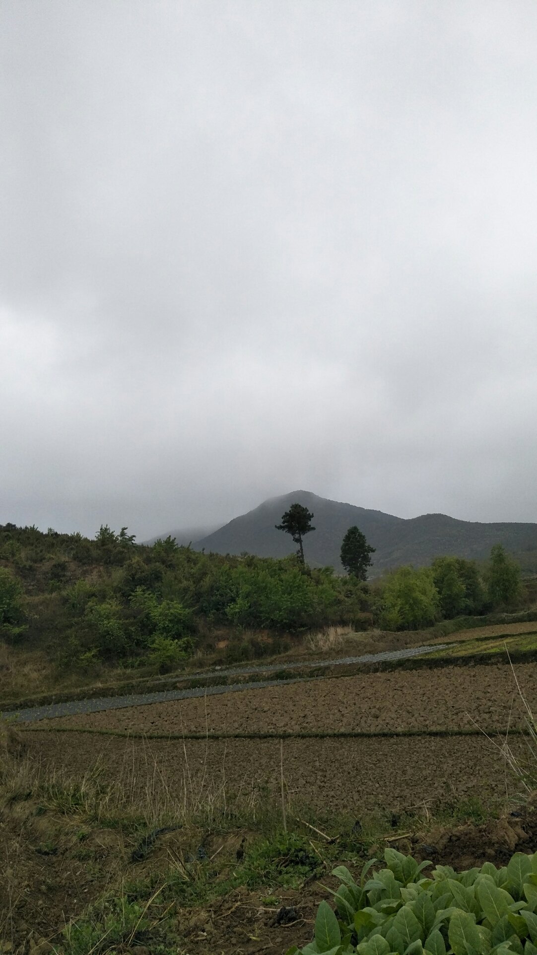 太山村民委员会最新天气预报